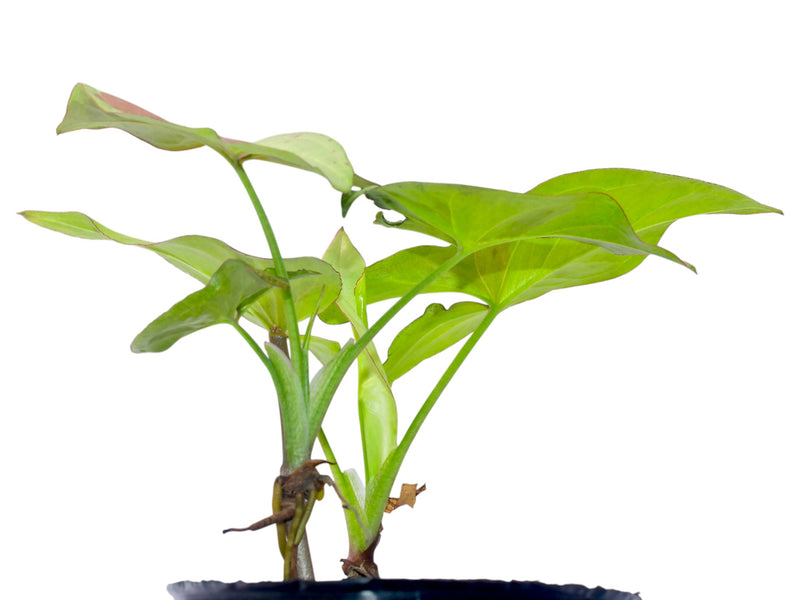 Syngonium podophyllum # 2