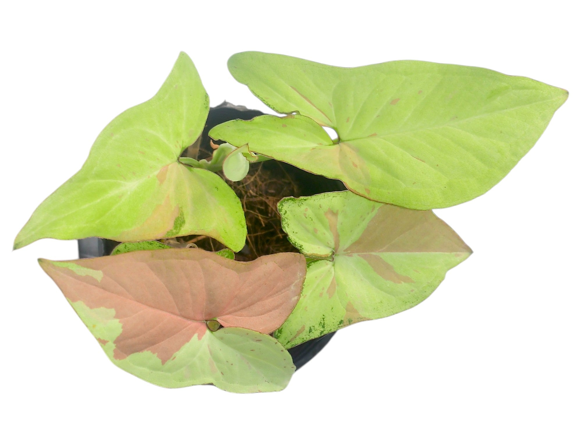 Syngonium podophyllum # 2