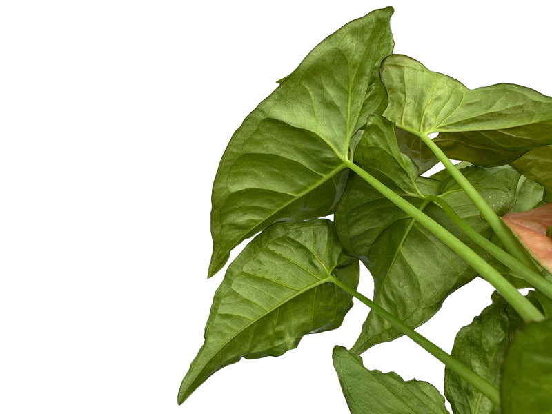 Syngonium podophyllum 'Regina Red'