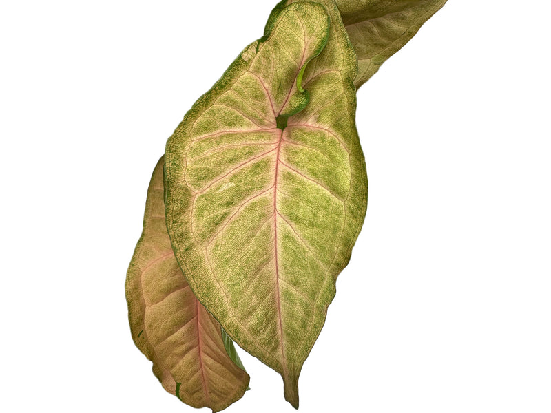 Syngonium podophyllum 'Regina Red'