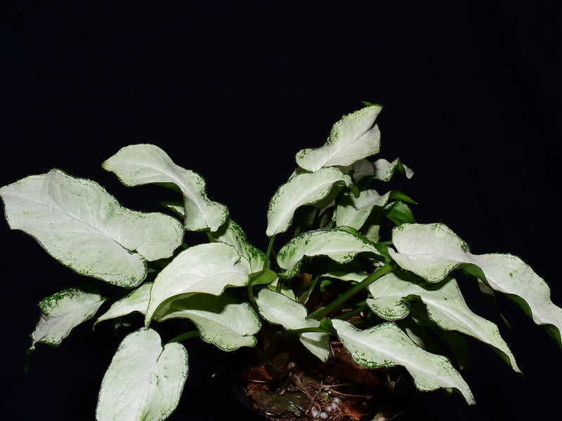 Syngonium podophyllum 'Three Kings'