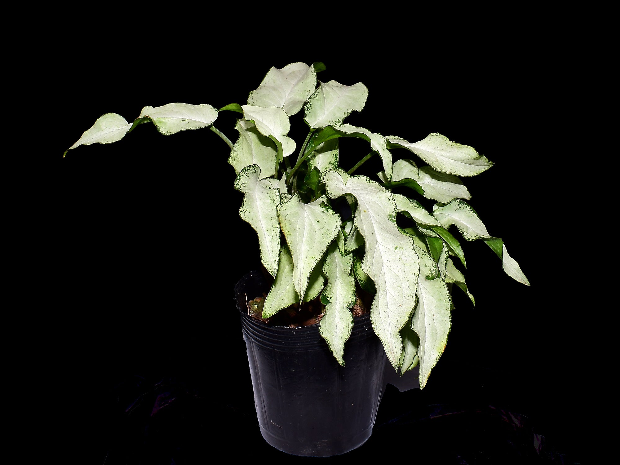 Syngonium podophyllum 'Three Kings'
