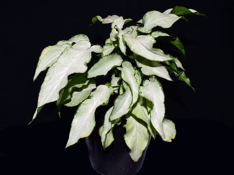Syngonium podophyllum 'Three Kings'