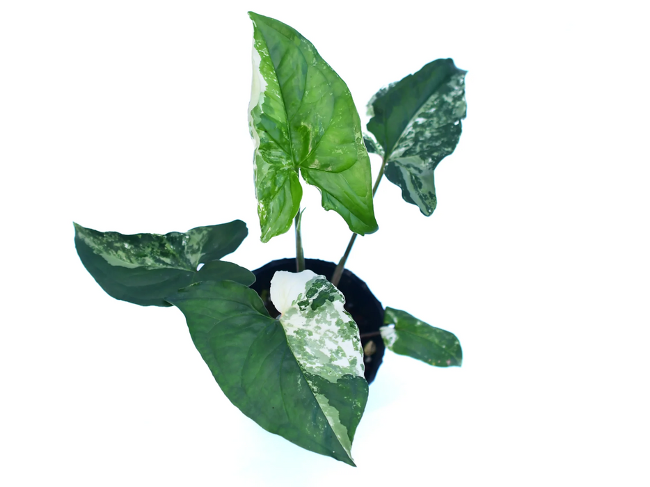 Syngonium podophyllum variegado