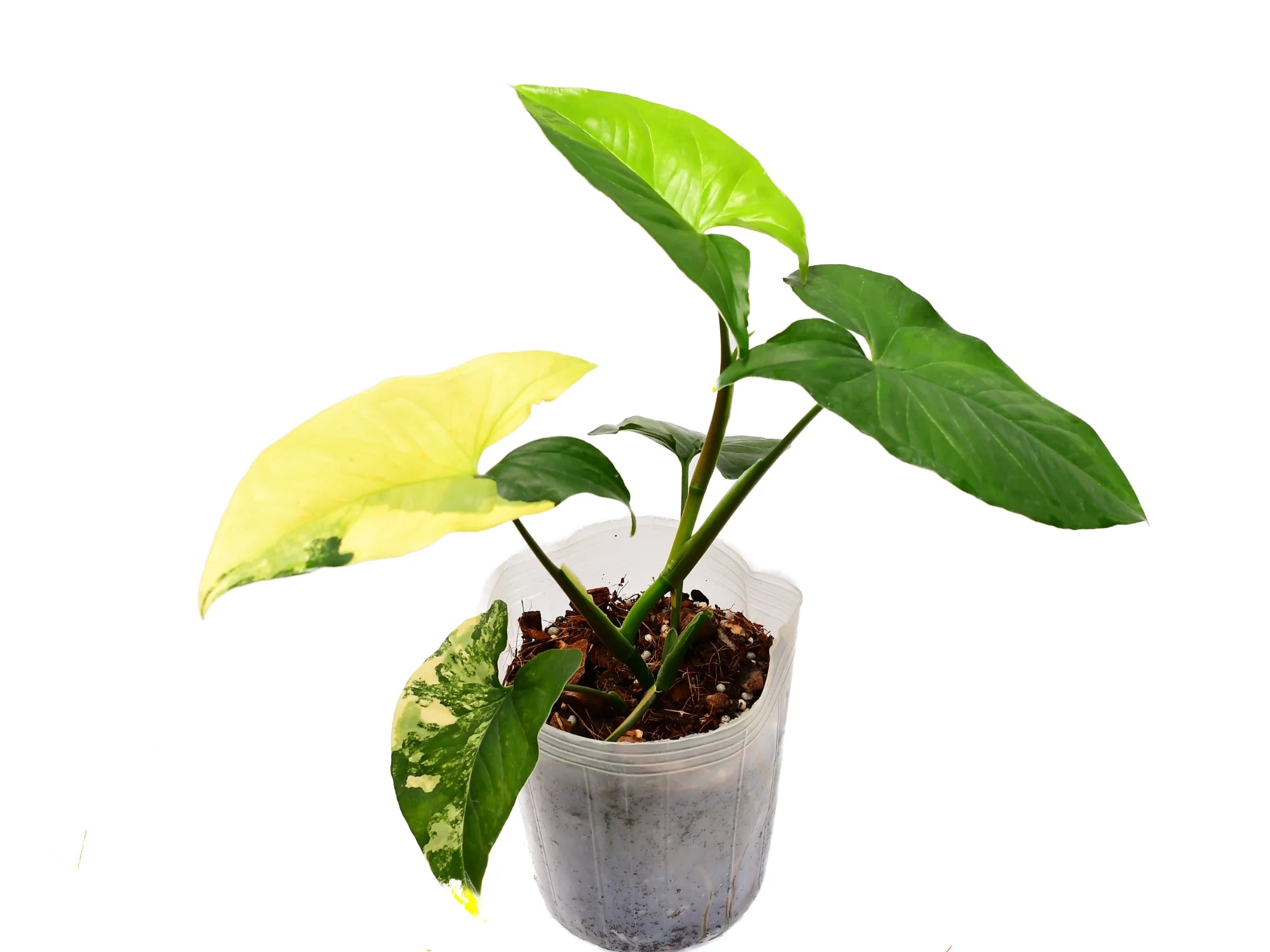 Syngonium Aurea