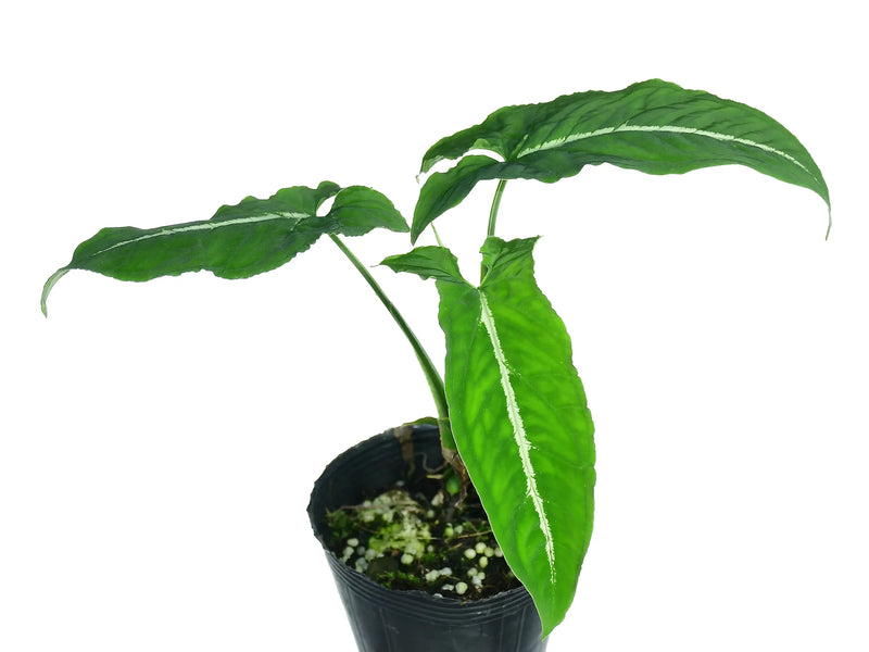 Syngonium wendlandii