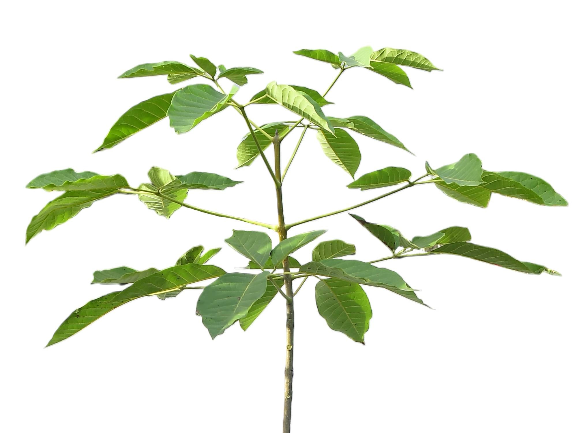 Tabebuia rosea