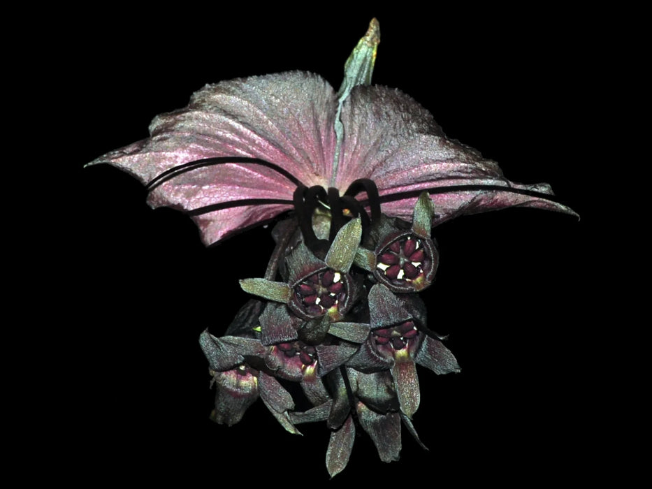 Tacca chantrieri