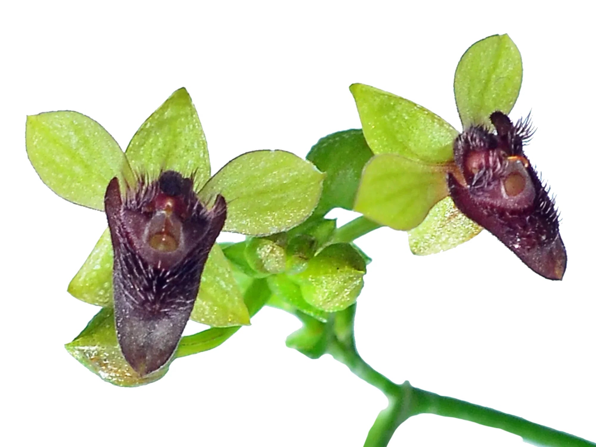 Telipogon astroglossus