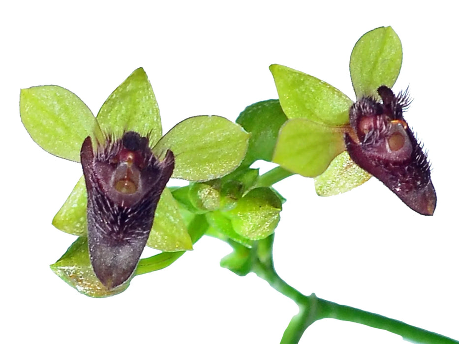 Telipogon astroglossum