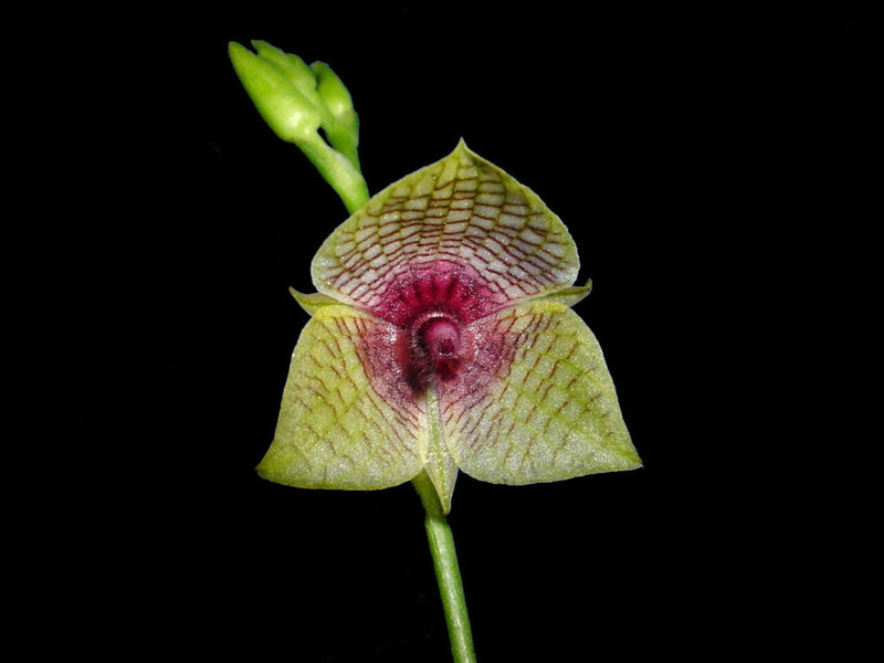 Telipogon ionopogon