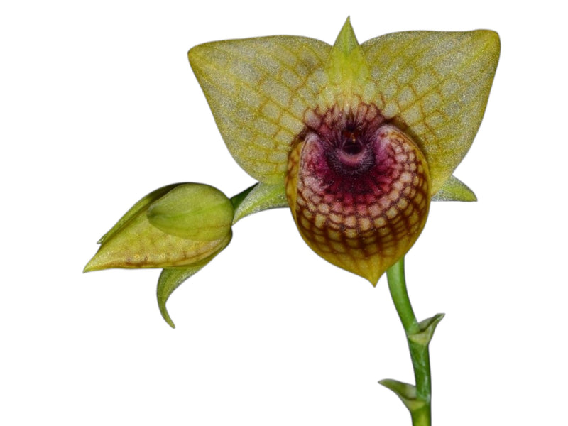 Telipogon ionopogon