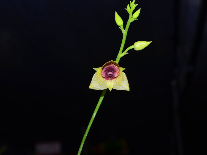 Telipogon ionopogon