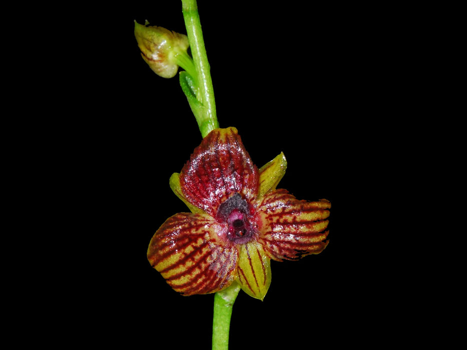 Telipogon karsteae