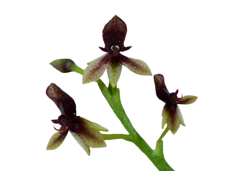 Telipogon williamsii