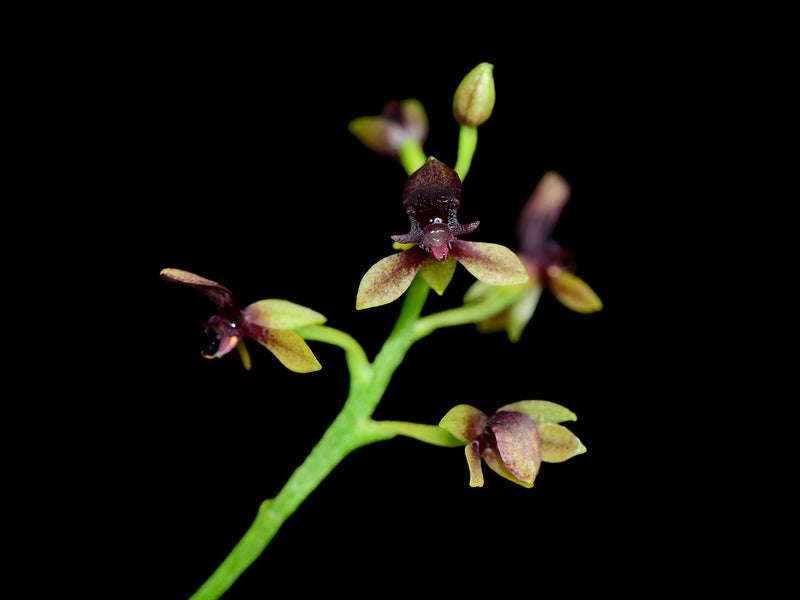 Telipogon williamsii