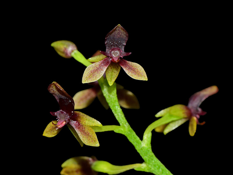 Telipogon williamsii