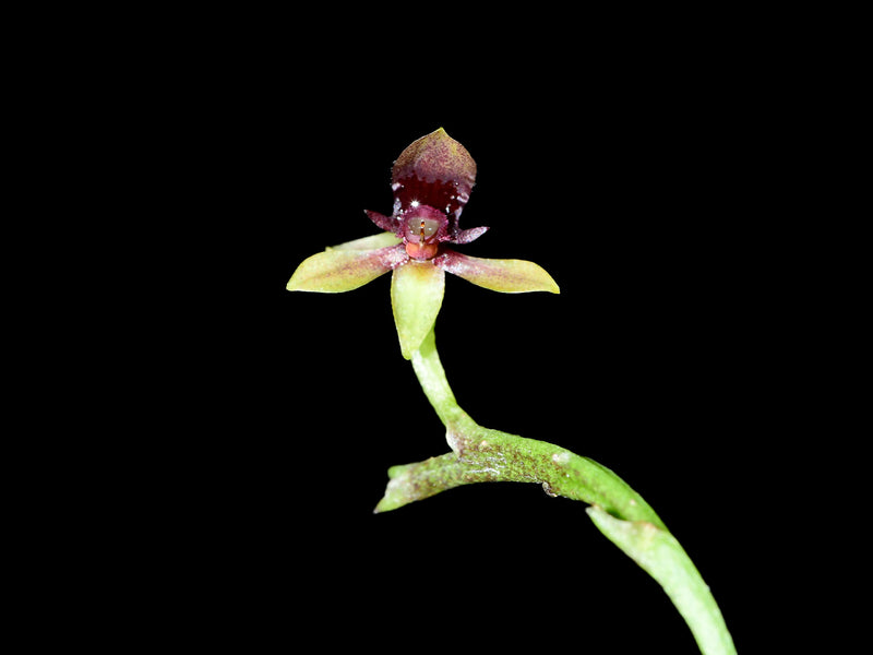 Telipogon williamsii