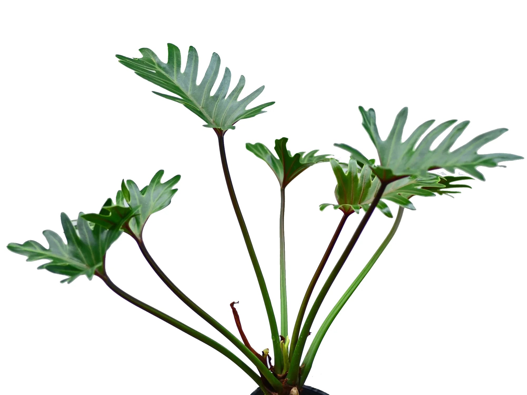 Thaumatophyllum xanadu