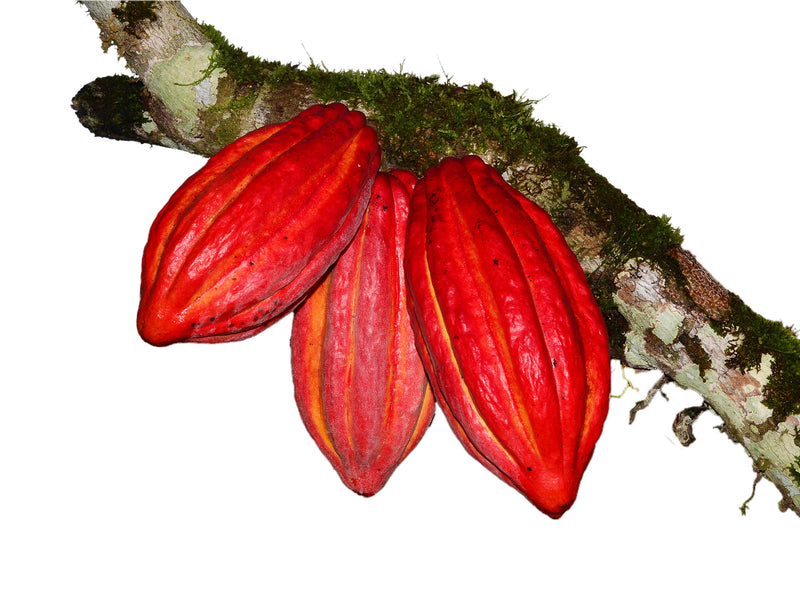 Theobroma cacao