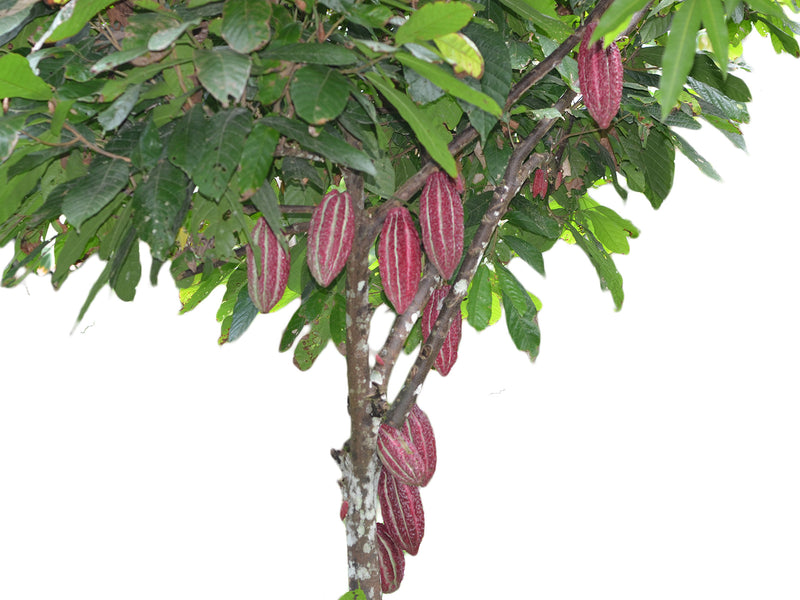 Theobroma cacao