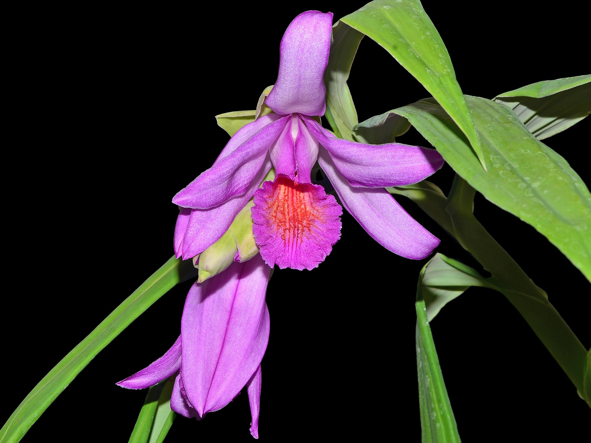 Thunia bensoniae