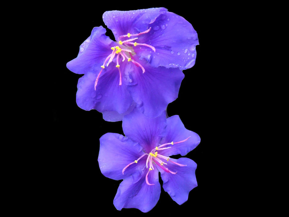 Tibouchina urvilleana