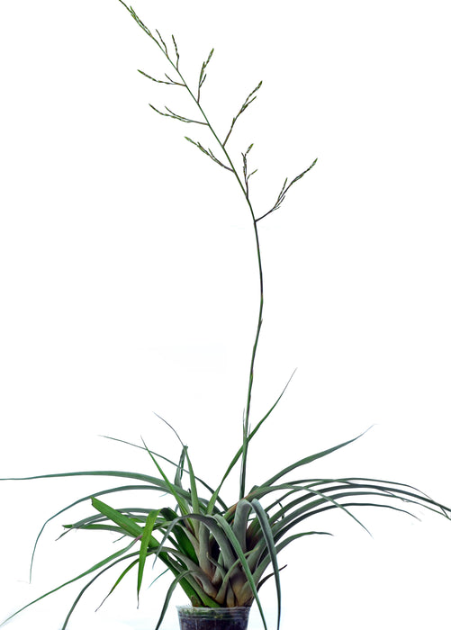 Tillandsia pugiformis