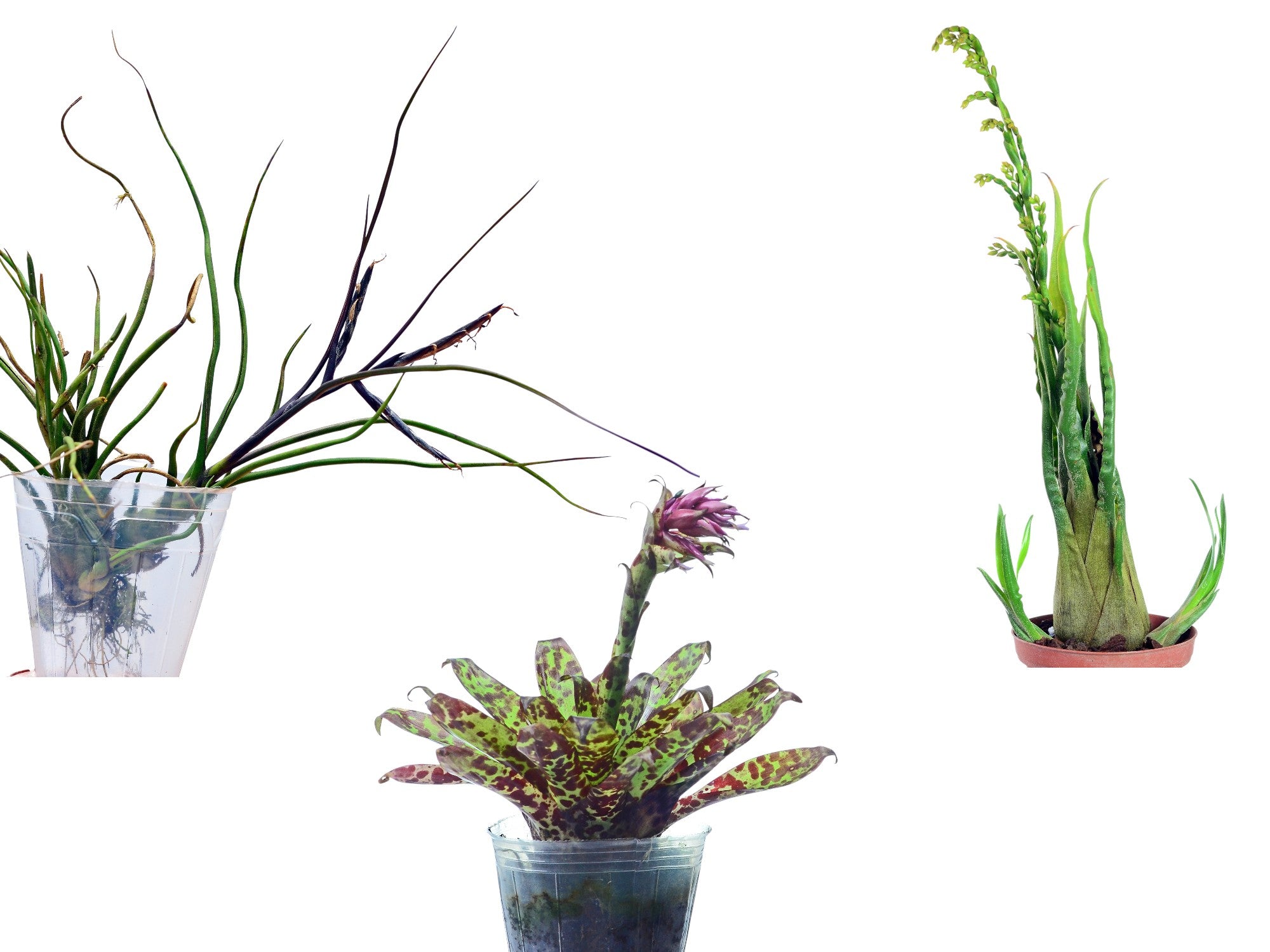 ブロメリア・エアープランツ Tillandsia fragrans from Ecuagenera Tillandsia Bundle – Collection of 3 Air Plant Species — Ecuagenera