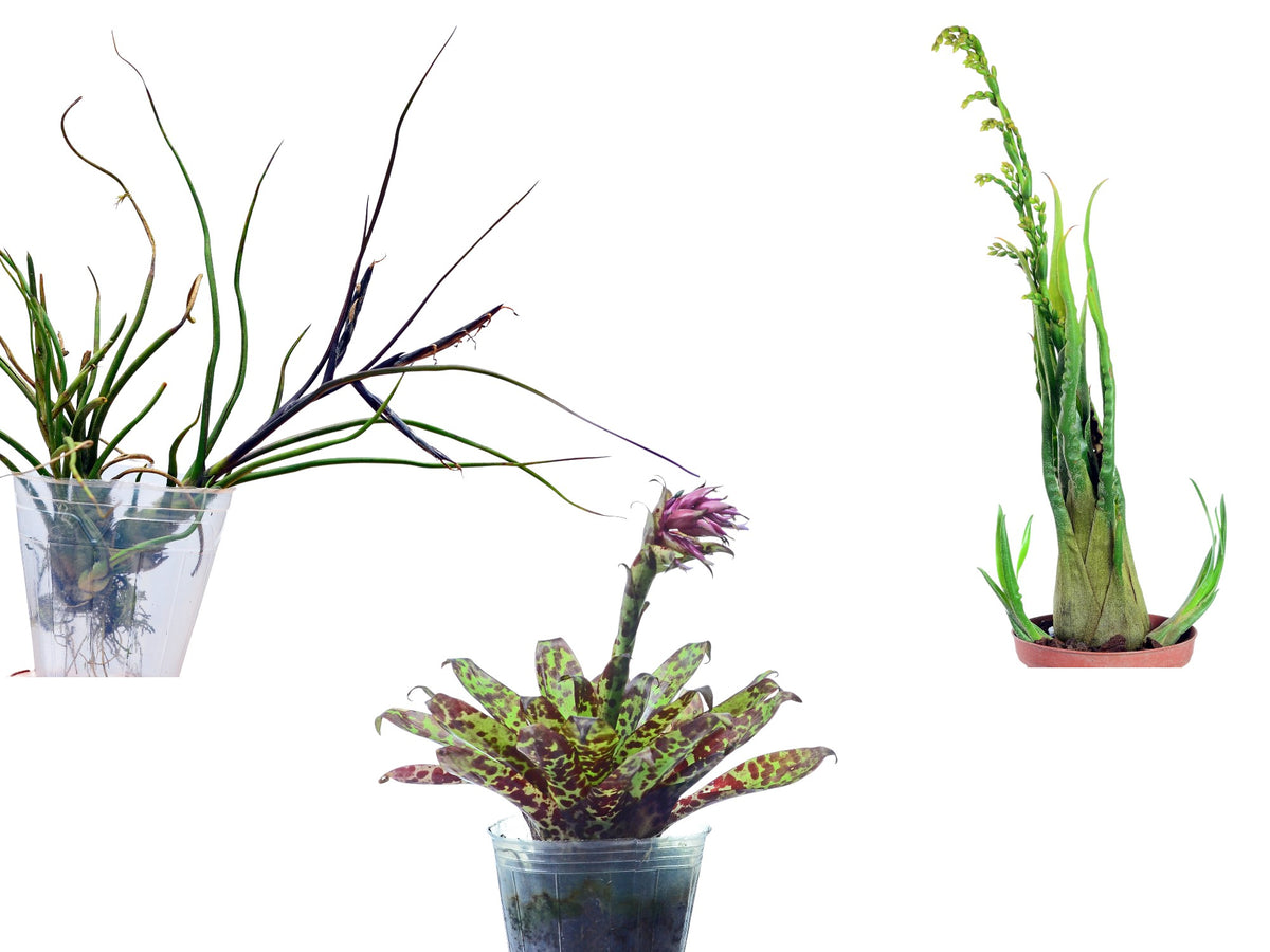 ブロメリア・エアープランツ Tillandsia fragrans from Ecuagenera Tillandsia Bundle – Collection of 3 Air Plant Species — Ecuagenera