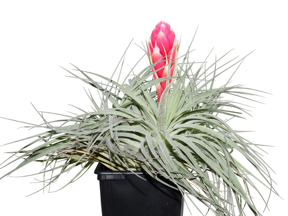 Tillandsia Cotton Candy