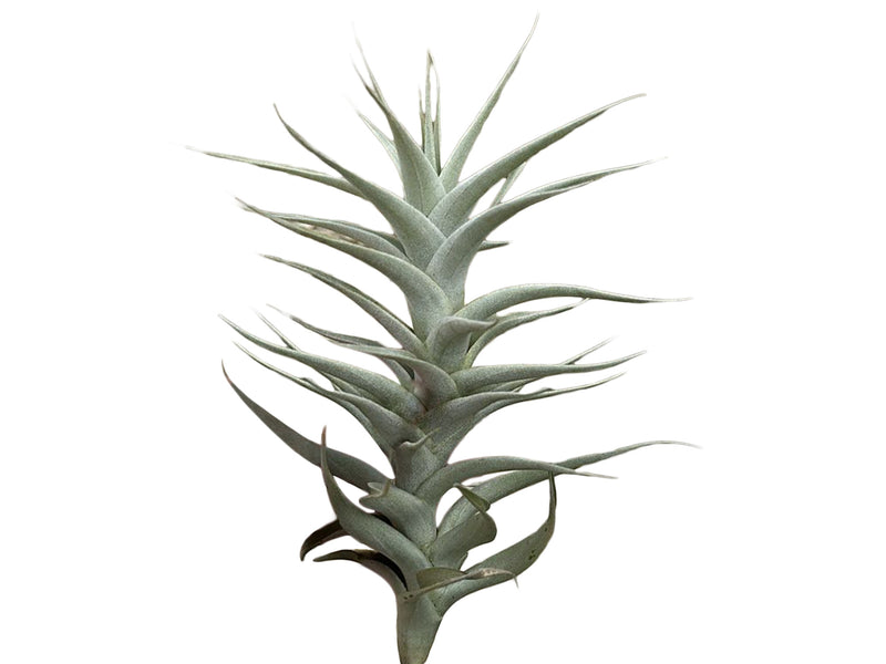 Tillandsia albida