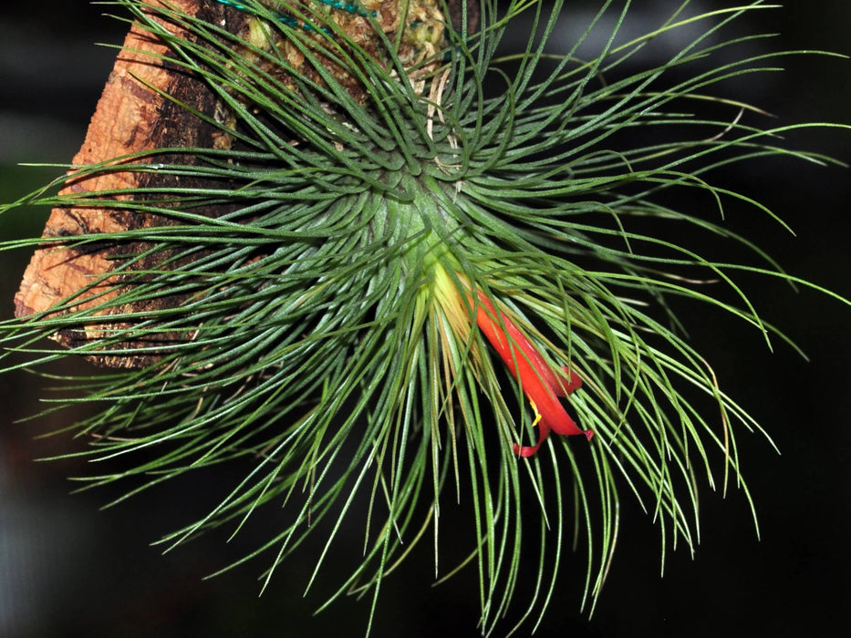 Tillandsia andreana