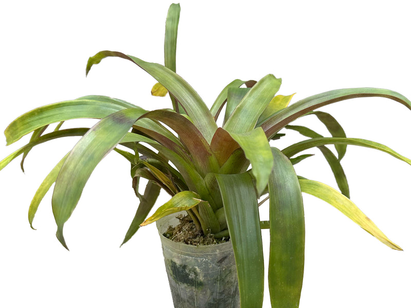 Tillandsia archeri cf