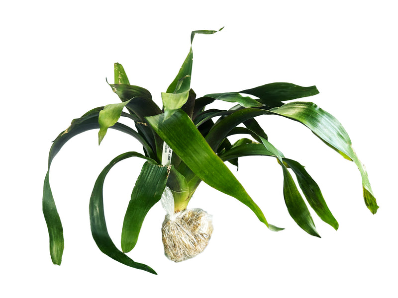 Tillandsia archeri cf