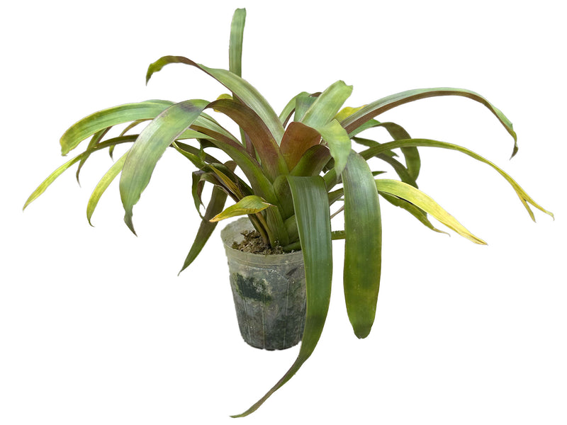 Tillandsia archeri cf