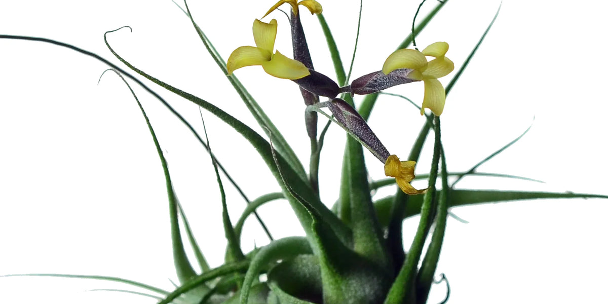 Tillandsia_aurea_1200x600_crop