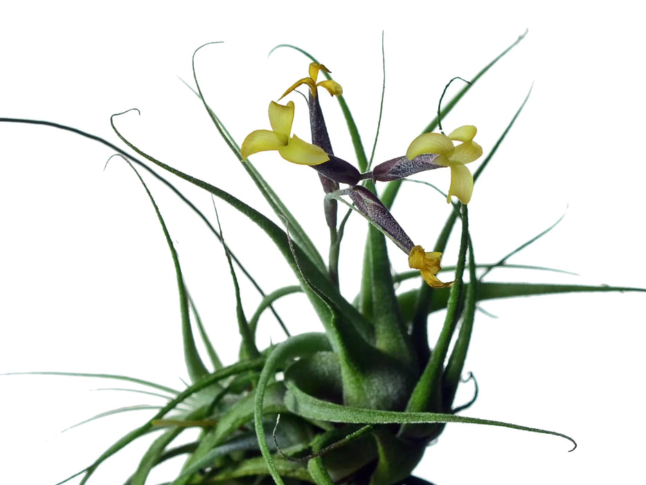 Tillandsia aurea