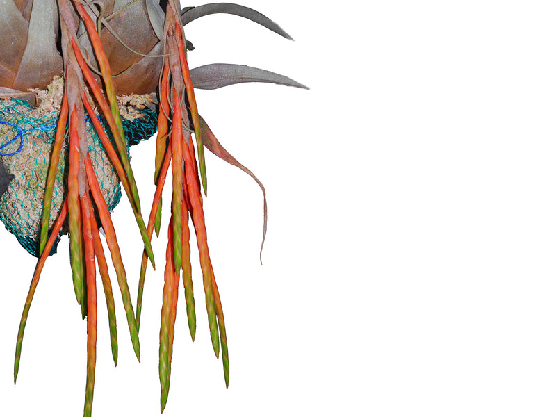 Tillandsia barthlottii