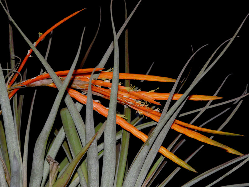 Tillandsia barthlottii