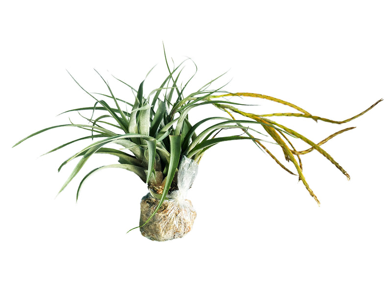 Tillandsia barthlottii
