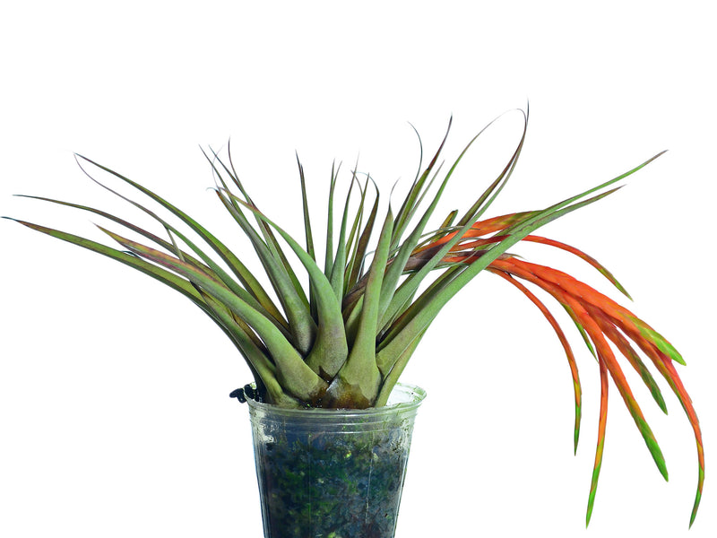 Tillandsia barthlottii