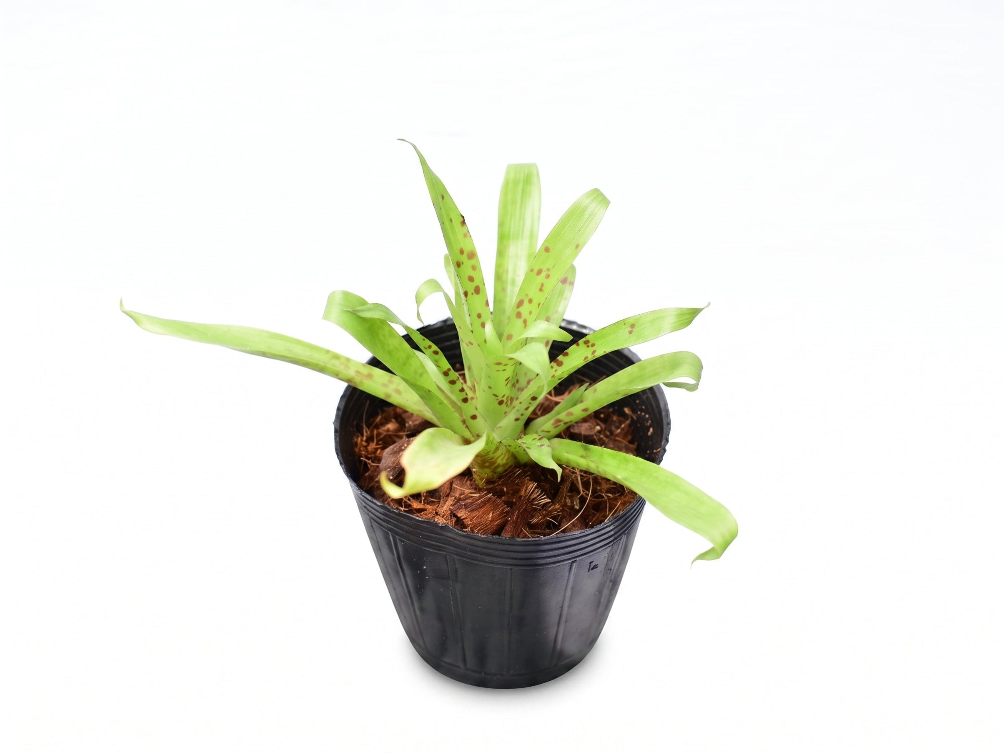 Tillandsia biflora
