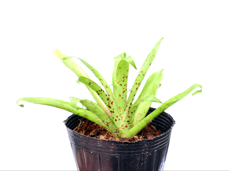 Tillandsia biflora
