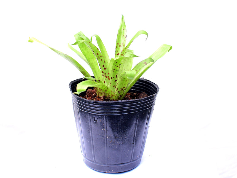 Tillandsia biflora