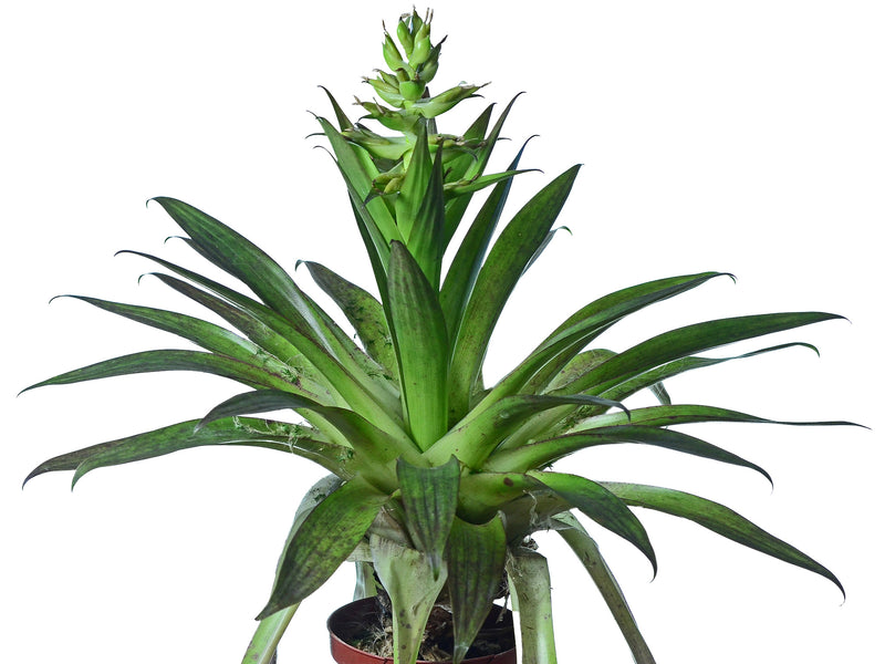 Tillandsia biflora var biflora