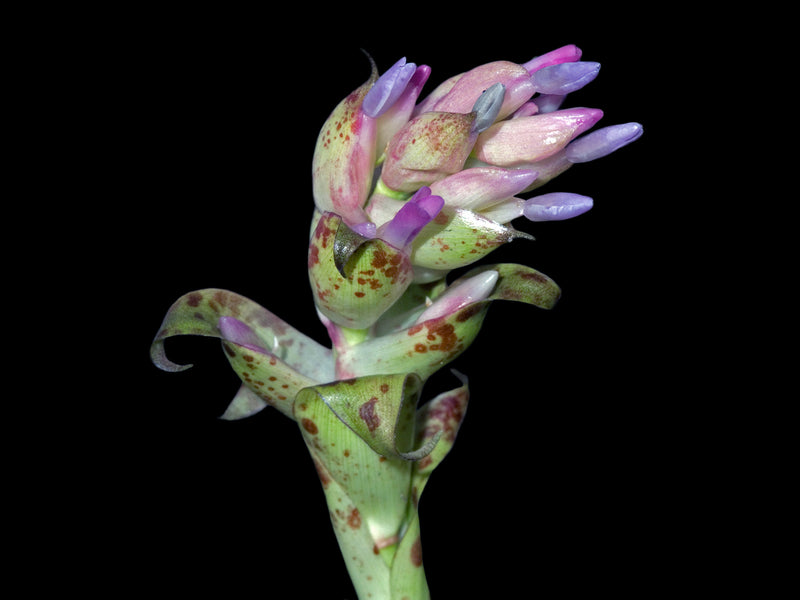 Tillandsia biflora var biflora
