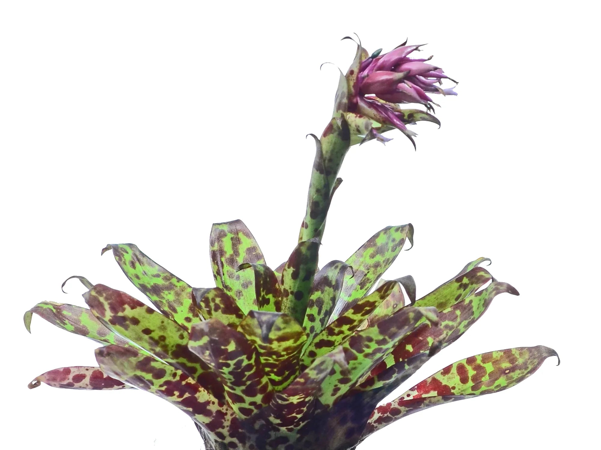 Tillandsia biflora var curvifolia — Ecuagenera Orquídeas del Ecuador