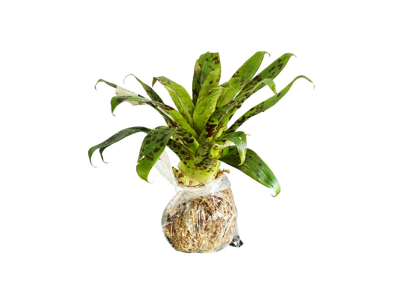 Tillandsia biflora var curvifolia