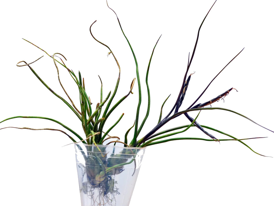 Tillandsia bulbosa